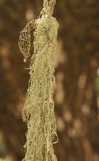 Ramalina menziesii image