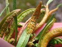 Puccinia mariae-wilsoniae image