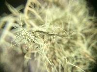 Usnea intermedia image