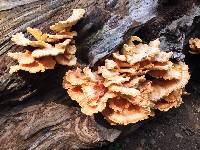 Laetiporus sulphureus image