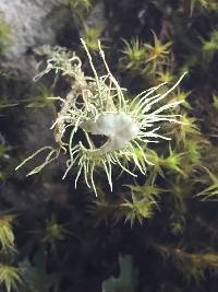 Usnea intermedia image