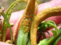 Puccinia mariae-wilsoniae image