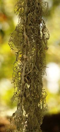 Ramalina menziesii image