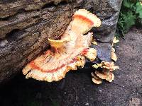 Laetiporus sulphureus image