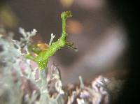 Evernia prunastri image