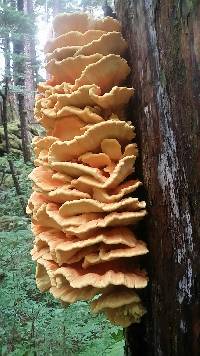 Laetiporus conifericola image