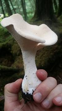 Hydnum repandum image