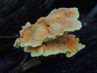 Laetiporus sulphureus image