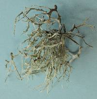 Ramalina leptocarpha image