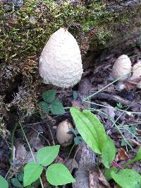 Coprinus comatus image