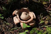 Geastrum triplex image