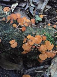 Favolaschia calocera image