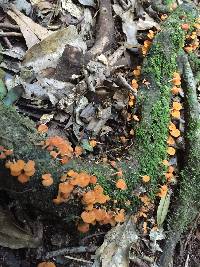 Favolaschia calocera image