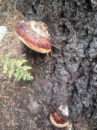 Fomitopsis pinicola image