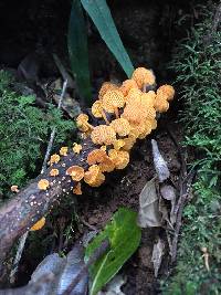 Favolaschia calocera image