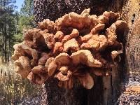 Laetiporus conifericola image