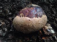 Fomitopsis pinicola image