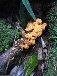 Favolaschia calocera image