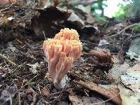 Ramaria stricta image