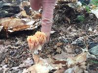 Ramaria stricta image