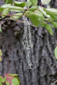 Ramalina menziesii image