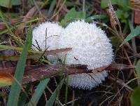 Lycoperdon perlatum image