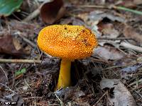 Amanita flavoconia image