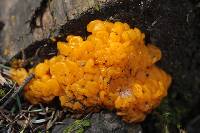 Tremella mesenterica image