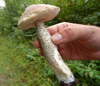 Leccinum scabrum image