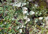 Cladonia chlorophaea image