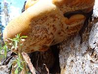 Ganoderma oregonense image