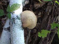 Fomitopsis betulina image