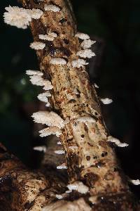 Schizophyllum commune image