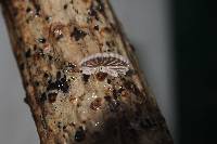 Schizophyllum commune image