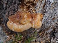 Ganoderma oregonense image