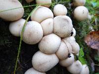 Lycoperdon pyriforme image