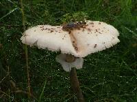 Macrolepiota procera var. procera image