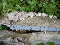 Schizophyllum commune image