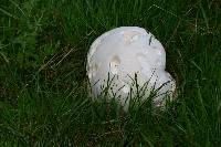 Calvatia gigantea image