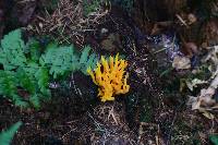 Calocera viscosa image