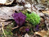 Clavaria zollingeri image