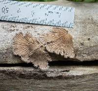 Schizophyllum commune image