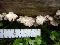 Schizophyllum commune image