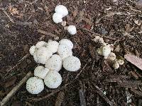 Lycoperdon perlatum image