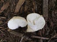 Lycoperdon perlatum image