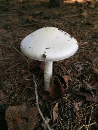 Amanita bisporigera image