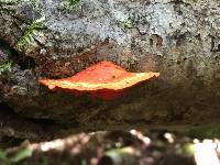 Pycnoporus cinnabarinus image