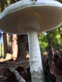 Amanita bisporigera image