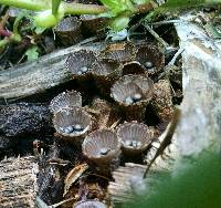 Cyathus striatus image