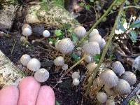 Coprinellus disseminatus image